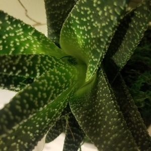 Meet your Posher, Kaylee